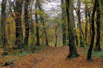 Fototapeta premium Autumn trees in the park and path