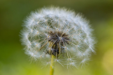 Close up of a dandelion with green and yellow background 