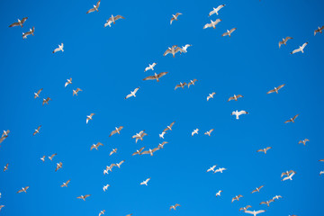 Fototapeta premium Flying Seagulls