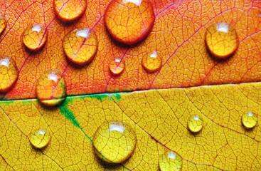 Photo of bright red and yellow autumn leaf with water droplets. Macro photography. Flat lay.