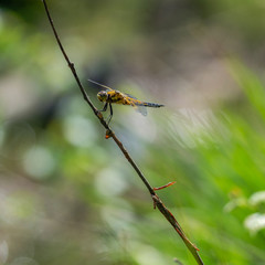 Jolie libellule sur une branche