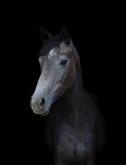 Obraz na płótnie Canvas portrait of young gray mare horse isolated on black background