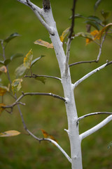 Garden whitewash