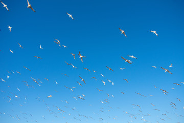 Flying Seagulls