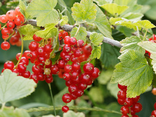 Gros plan sur grappes de petites baies en cours de maturation du groseillier à grappes (Ribes rubrum)