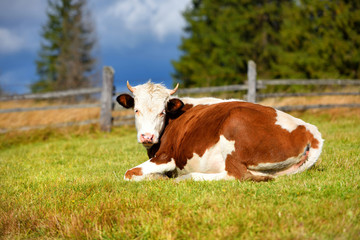 Naklejka na ściany i meble Brown cow with a white pattern on a mountain pasture. Sunny autumn morning in the Carpathians