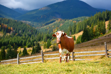 Obraz premium Brown cow with a white pattern on a mountain pasture on the background of autumn mountains. Sunny autumn morning in the Carpathians