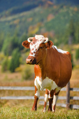 Fototapeta na wymiar Brown cow with a white pattern on a mountain pasture. Sunny autumn morning in the Carpathians
