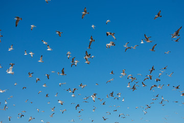 Flying Seagulls