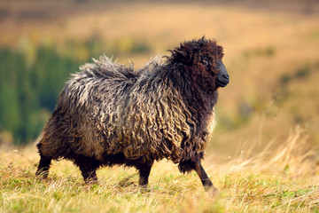A brown sheep on a mountain pasture. Sunny autumn day