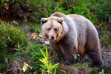 Obraz premium European brown bear in the autumn forest. Big brown bear in forest.