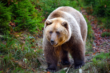 European brown bear in the autumn forest. Big brown bear in forest.