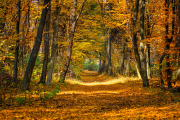 Beautiful day in the autumn forest with sun rays