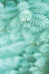View of the young branches of blue spruce in the colors of the 2020 trend.
