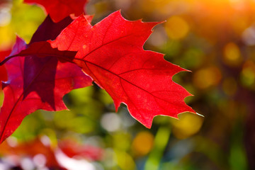 Beautiful autumn background with bright oak leaves