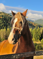 Fototapeta premium Brown horse on a mountain pasture behind a wooden fence on the background of sky and autumn mountains. Sunny autumn morning in the Carpathians
