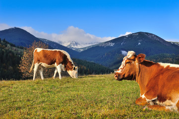 Brown cows with a white pattern on a mountain pasture on the background of sky and autumn mountains. Sunny autumn morning in the Carpathians