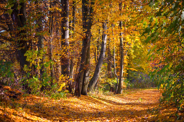 Beautiful day in the autumn forest with sun rays