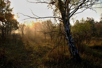 Fototapeta na wymiar White birch in Danubian forest in autumn morning, Danubian forest, Slovakia, Europe