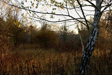 White birch in Danubian forest in autumn morning, Danubian forest, Slovakia, Europe