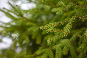 Coniferous tree branch with water drops. Macro shot,