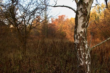 Fototapeta premium White birch in Danubian forest in autumn morning, Danubian forest, Slovakia, Europe