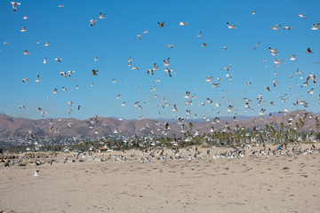 Flying Seagulls