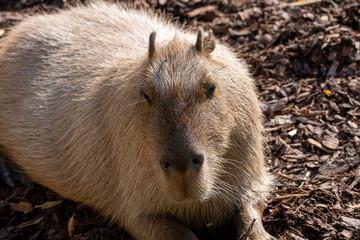 Lustiges Wasserschwein mit braunem Hintergrund
