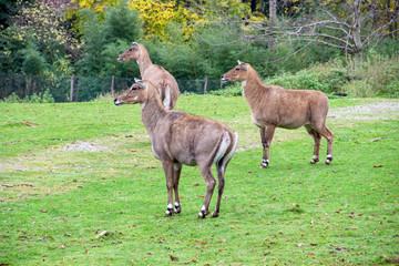 Three Nilgau antelopes or Nile-eared antelope (Boselaphus tragocamelus), commonly referred to as...