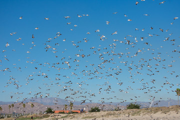 Flying Seagulls
