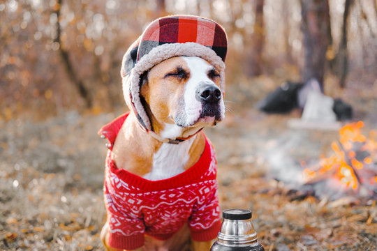Portrait of a dog in warm sweater and lumberjack hat outdoors. Staffordshire terrier sits by the fire at a campsite and enjoys chilly autumn weather