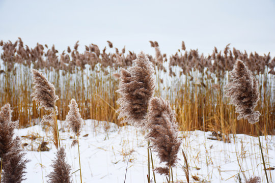 Beautiful snow covered reeds (Phragmites), La Malbaie, Quebec, Canada