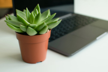 Business background with green succulent plant in ogange pot and modern silver and black laptop standing on white wooden table, selective focus.