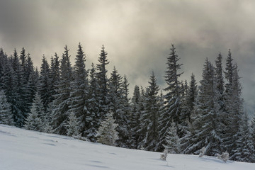 Fogs and clouds in winter Ukrainian Carpathians with snow-covered trees and mountain peaks