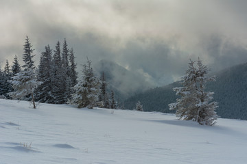 Obraz premium Fogs and clouds in winter Ukrainian Carpathians with snow-covered trees and mountain peaks