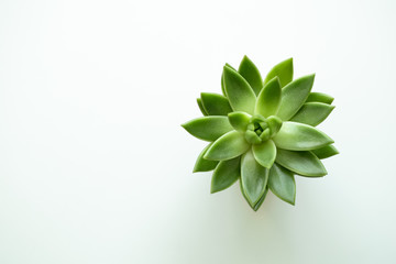 Top view at green succulent pot plant on white background. Minimalistic concept. Copy space.