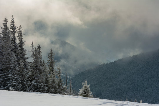 Fogs and clouds in winter Ukrainian Carpathians with snow-covered trees and mountain peaks