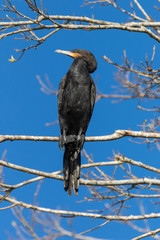 Neotropic cormorant - olivaceous cormorant (Phalacrocorax brasilianus) perched on a tree.