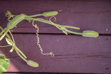 Bottle gourd creeper on purple patio floor