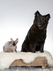 Obraz premium Hairless cat and a dog together side by side, image taken in a studio with white background. 