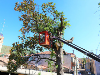 Tree pruning and sawing by a man with a chainsaw