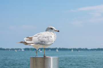 Seagul close up with water and boats background