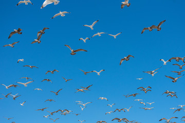 Flying Seagulls