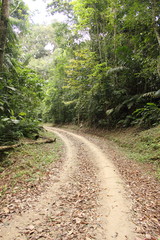 Path Through The Wilderness rainforest south america