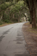 Road through the woods