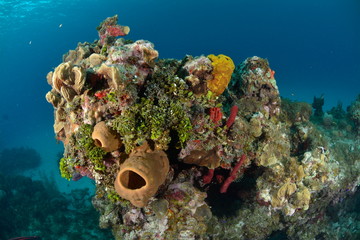 Coral reef in San Andres © puntel
