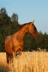 Chestnut don breed horse portrait in the yellow oat field in sunset with forest on the background.