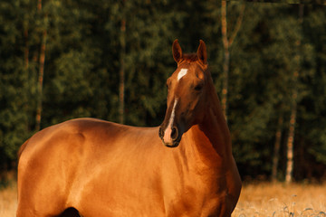 Chestnut don breed horse portrait in the yellow oat field in sunset with forest on the background.