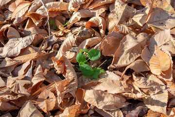 dry leaves around a green plant