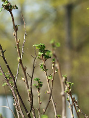 (Ribes rubrum) Plant de Groseillier à grappes ou groseillier rouge